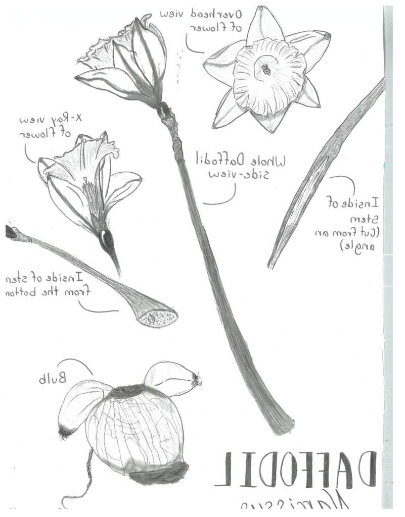 Cameron M., 8th grade, "Daffodil", Drawing